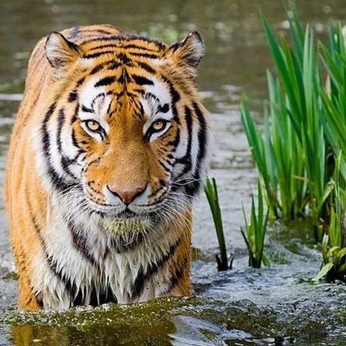 10 Days India Tiger Wildlife Tour with Taj Mahal