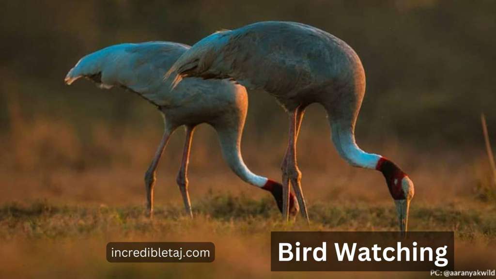 India Bird Watching Tour