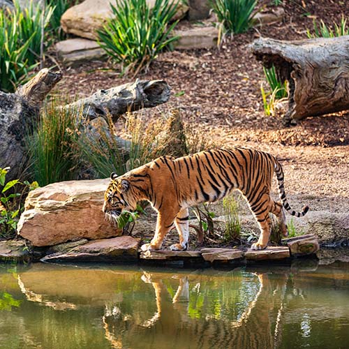 10 Days India Tiger Wildlife Tour with Taj Mahal